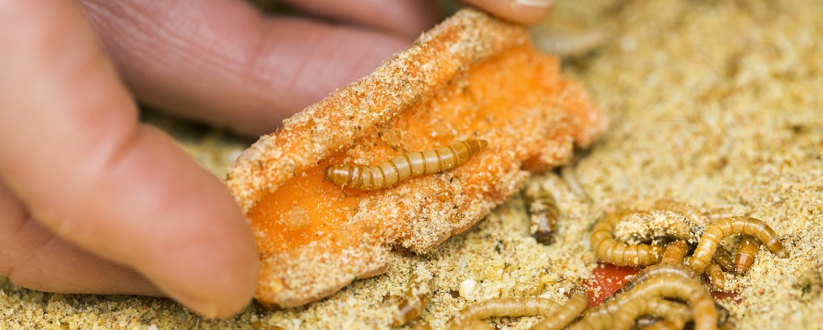 The insects are coming!
