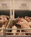Fodringsforsøg med slagtegrise ved AU Foulum har givet mere viden om, hvordan forskellige niveauer af fosfor i foderet påvirker grisenes knoglestyrke. Arkivfoto: Aarhus Universitet.