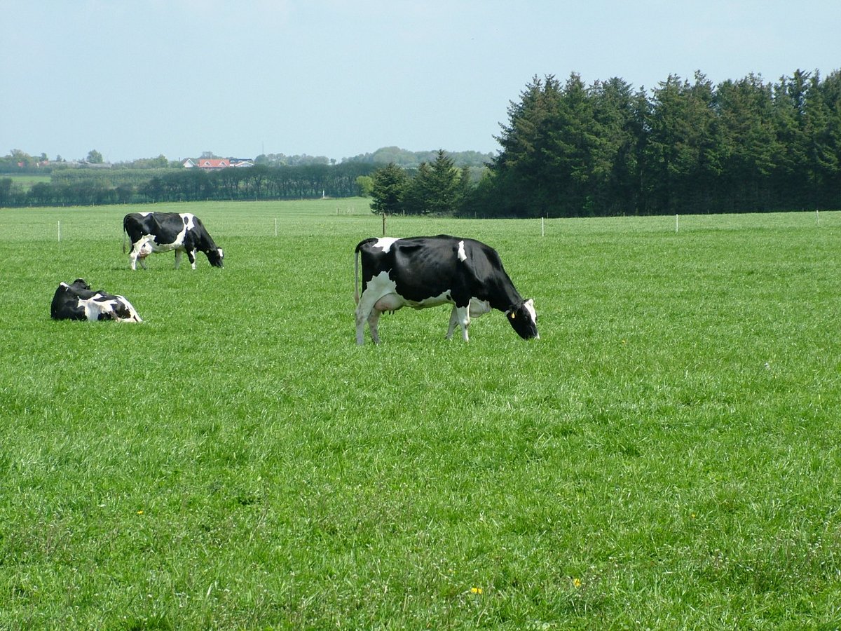 Organic farmers think of milk fever in cows in different ways