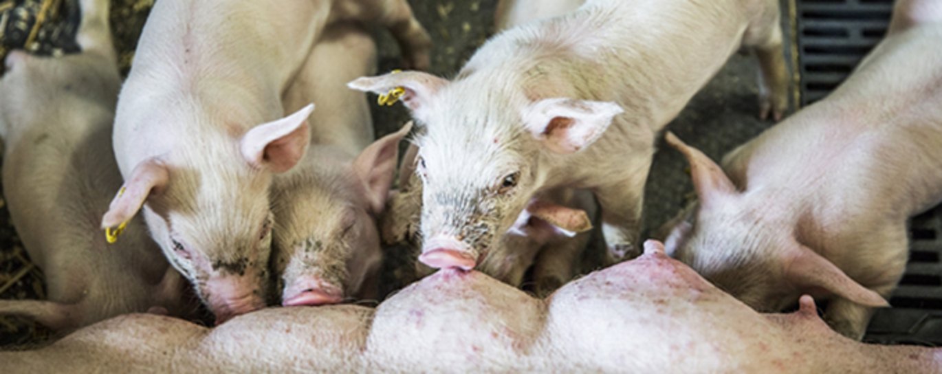 Undersøgelsen tyder på, at grise uanset anden fødekilde eller ej, altid vil forsøge at få mælk hos soen. Foto: Anders Trærup, AU