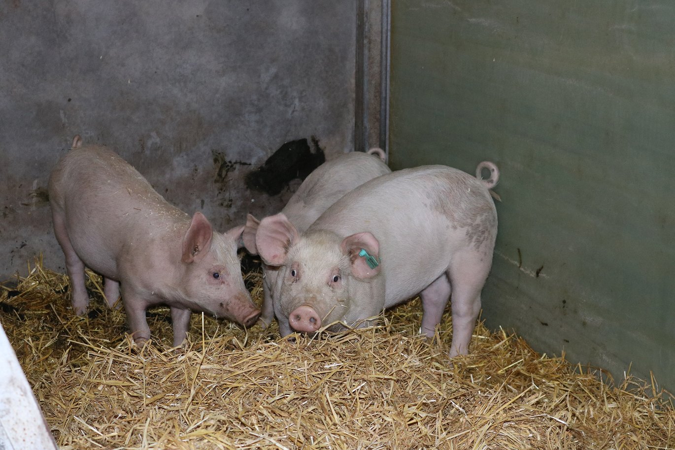 Økologiske grise i fodringsforsøg på AU Foulum. Arkivfoto: Linda S. Sørensen.