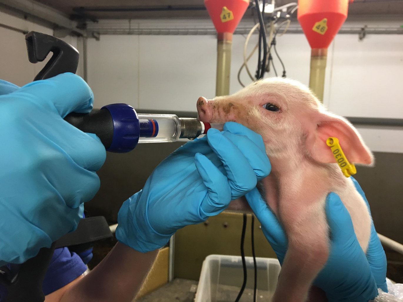 The photo illustrates oral allocation of probiotics early in the piglet’s life. Photo: Research Centre Foulum, Aarhus University.