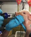 The photo illustrates oral allocation of probiotics early in the piglet’s life. Photo: Research Centre Foulum, Aarhus University.