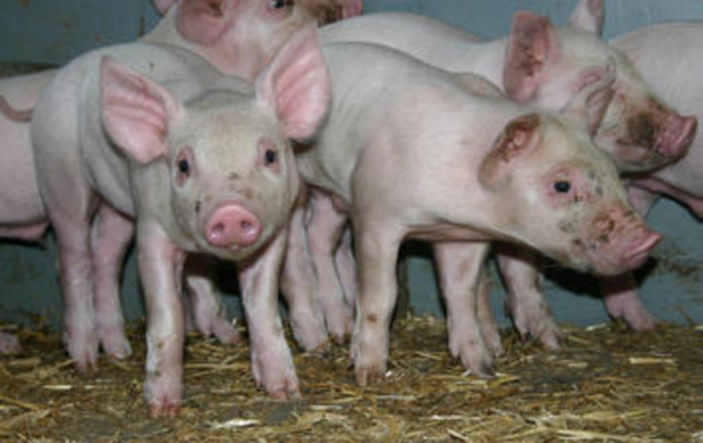 Det er smertefuldt for grisen at blive kastreret, selvom den kun er få dage gammel. Foto: Janne Hansen