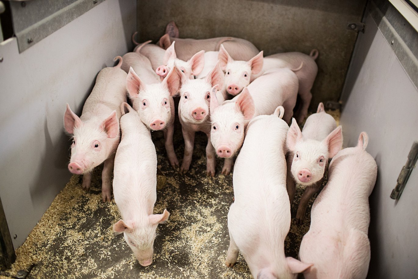 Piglets in the barn. Photo: Jesper Rais, AU.