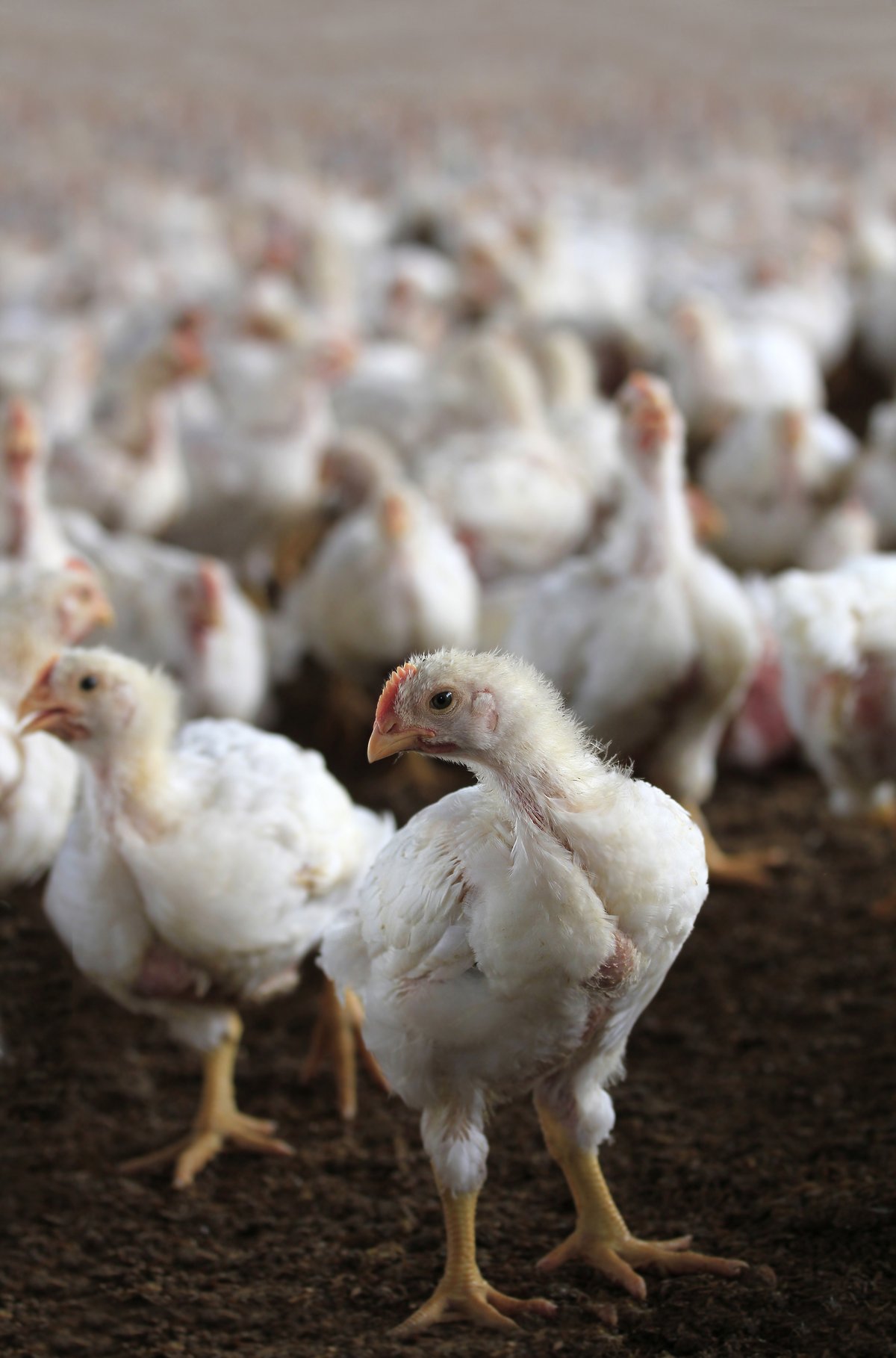 A New Technology For Surveillance Of Broiler Chickens Welfare Is On Its Way 