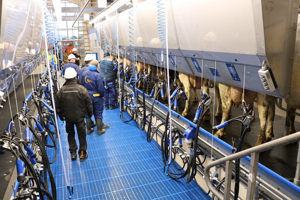 The new milking system during the very first milking. Photo: Linda S. Sørensen.