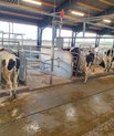 På billedet ses de to ny GreenFeed-enheder i kostalden på DKC. Systemet kan måle køernes metanudledning imens køerne får lidt kraftfoder. Foto: Morten Maigaard Sørensen.
