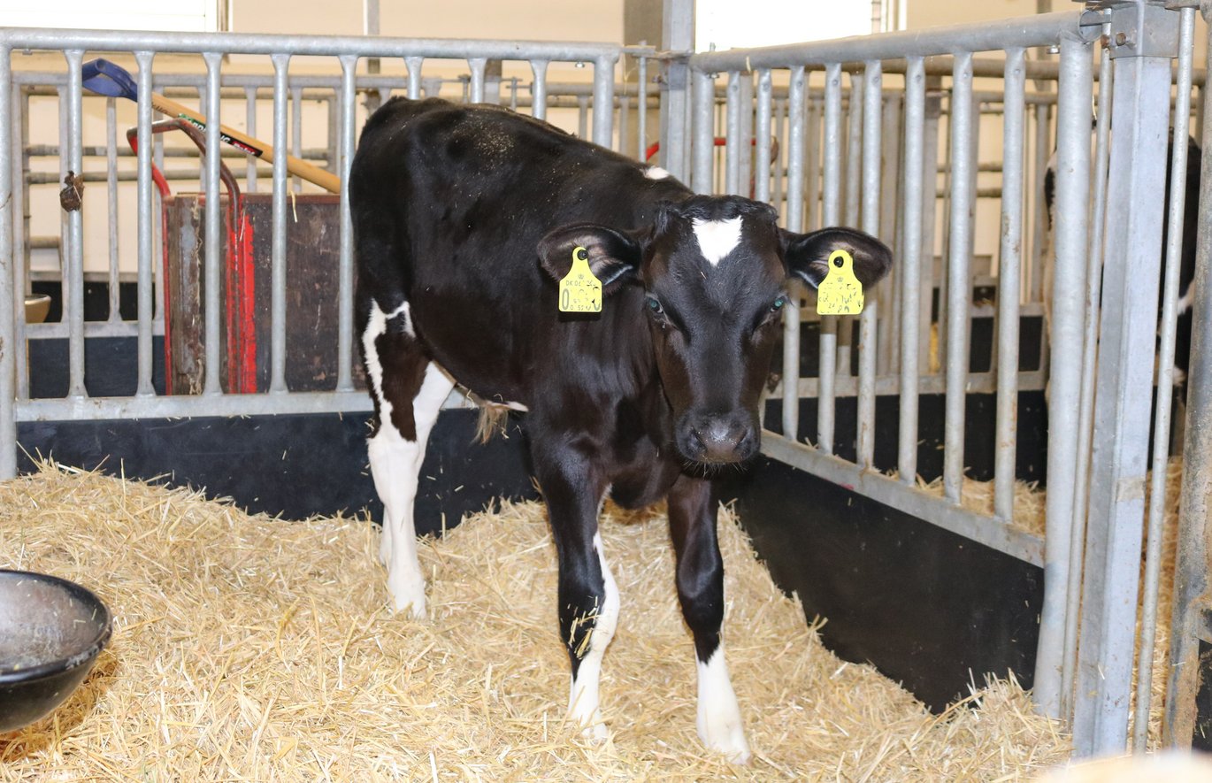 In Denmark, you are only allowed to disbud calves younger than three months. Disbudding is done to prevent the animals from hurting each other or humans. Photo: Linda S. Sørensen