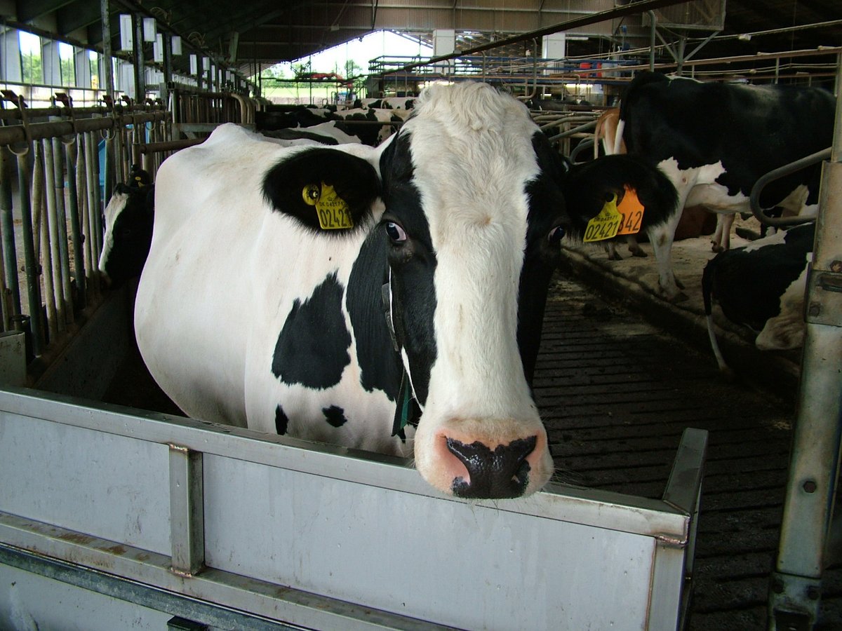 A new triple-action feed additive is to reduce cows' climate impact by half
