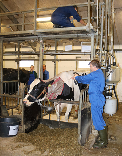 En af DKC's køer gøres klar til infusion med sporstof, som efterfølgende vil producere mælk med "mærket" protein. Foto: Linda S. Sørensen