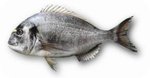 Sea Bream