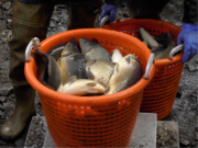 Due to its robust nature carp is one of the preferred farmed fish species in central Europe