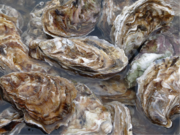 Oyster is an appreciate dish in many countries, but infectious diseases often cause serious problems