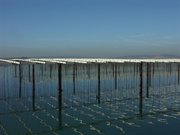 Bivalve culturing preferably takes place in calm costal zones not exposed to open sea